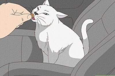 How to Travel with a Cat