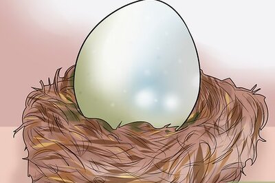 How to Care for a Dragon (Role Playing)