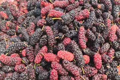 Maintaining Blood Sugar Levels To Improving Eyesight, Health Benefits Of Mulberry
