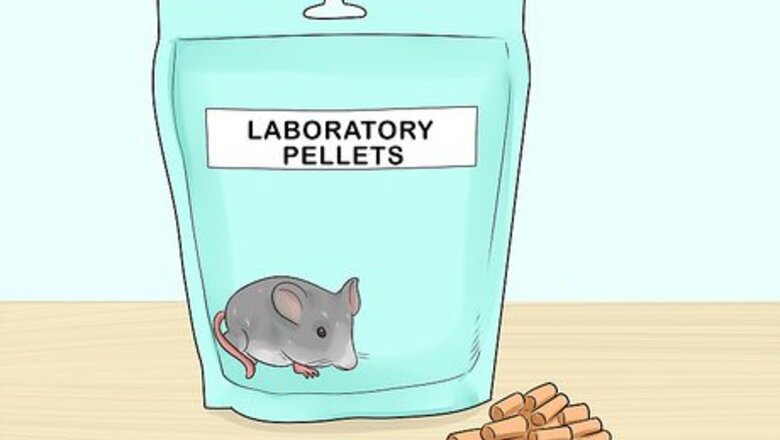 How to Keep a Pet Rat at a Healthy Weight