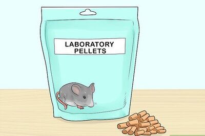 How to Keep a Pet Rat at a Healthy Weight