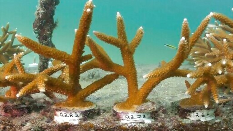 Report Sounds An Alarm On Ongoing Decline Of US Coral Reefs