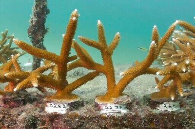 Report Sounds An Alarm On Ongoing Decline Of US Coral Reefs
