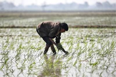 As Govt Eases Curbs on Agri Activities, Sowing of Paddy Crop Sees 37% Rise in Kharif Season