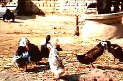 Bird flu spreads to new areas of West Bengal
