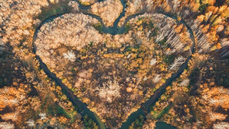 World Rainforest Day 2021: Significance and Steps You Can Take to Help Save Rainforests