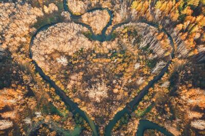 World Rainforest Day 2021: Significance and Steps You Can Take to Help Save Rainforests