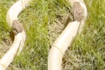 WATCH: Frog Slithers Down a Snake's Back in This Hair-raising Video