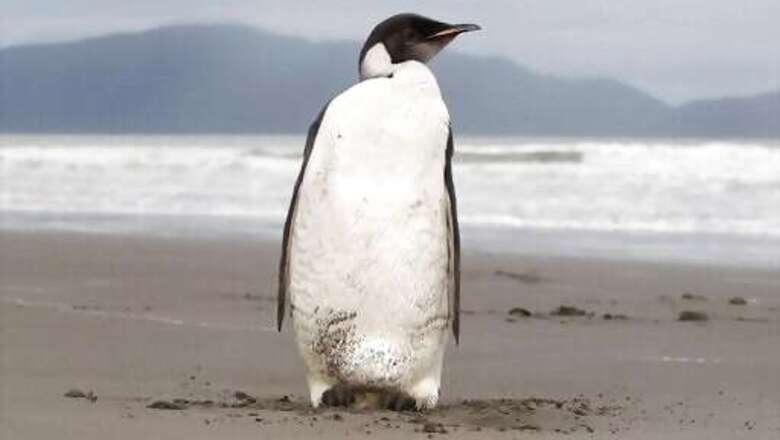 Melting Ice Imperils 98% Of Emperor Penguin Colonies By 2100