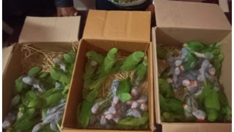 Odisha: Illegal Wildlife Trade Busted in Jagatsinghpur, 72 Parrot Chicks Rescued; 2 Detained