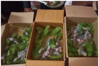 Odisha: Illegal Wildlife Trade Busted in Jagatsinghpur, 72 Parrot Chicks Rescued; 2 Detained