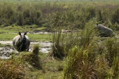 Kaziranga National Park’s Two-Day 2018 Rhino Census Ends