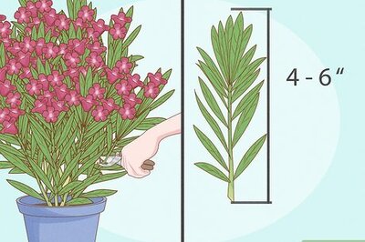 Growing Oleanders from Cuttings: Tips and Advice