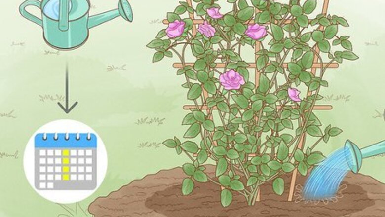 How to Properly Water Roses