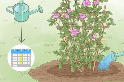 How to Properly Water Roses