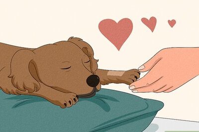 How to Cope with Guilt After a Dog's Death