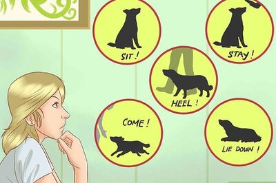 How to Train Your Dog With Silent Signals