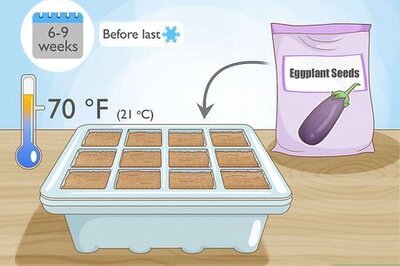 How to Grow Eggplant