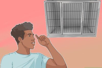 How to Train Shelties