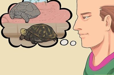 How to Care for a Hibernating Turtle