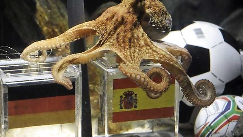 It's official: octopus picks Spain over Germany
