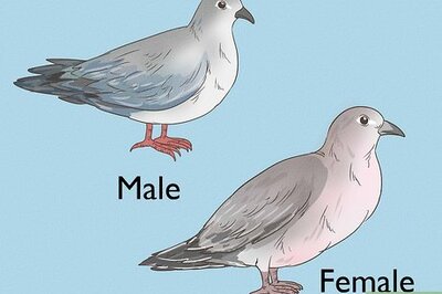 How to Identify a Mourning Dove