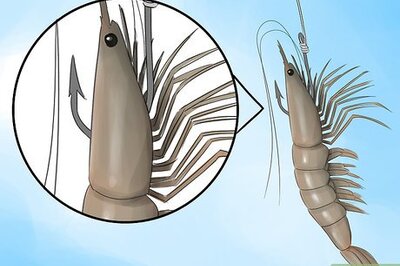 How to Hook a Shrimp