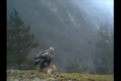 Extraordinary Footage Captures Eagle Snatching A Fox And Flying Away
