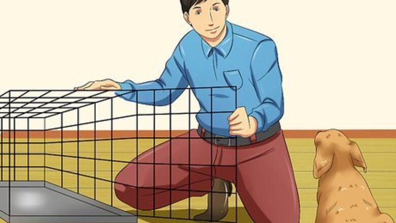 How to Love Your Puppy
