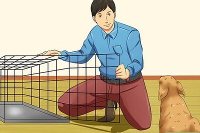 How to Love Your Puppy