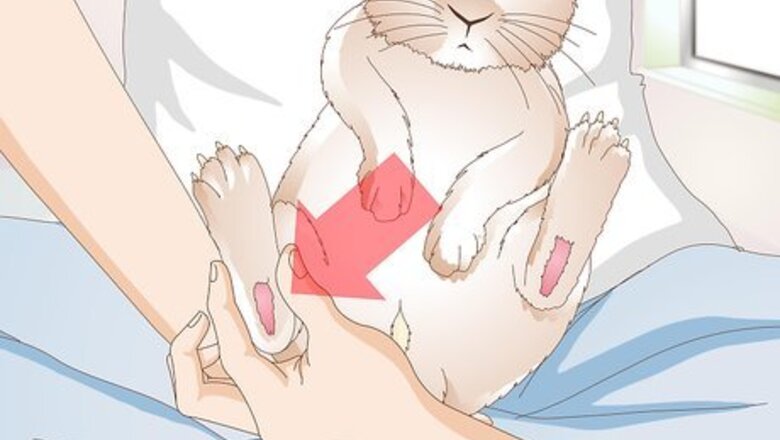 How to Treat an Injured Rabbit's Paw
