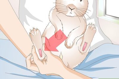 How to Treat an Injured Rabbit's Paw