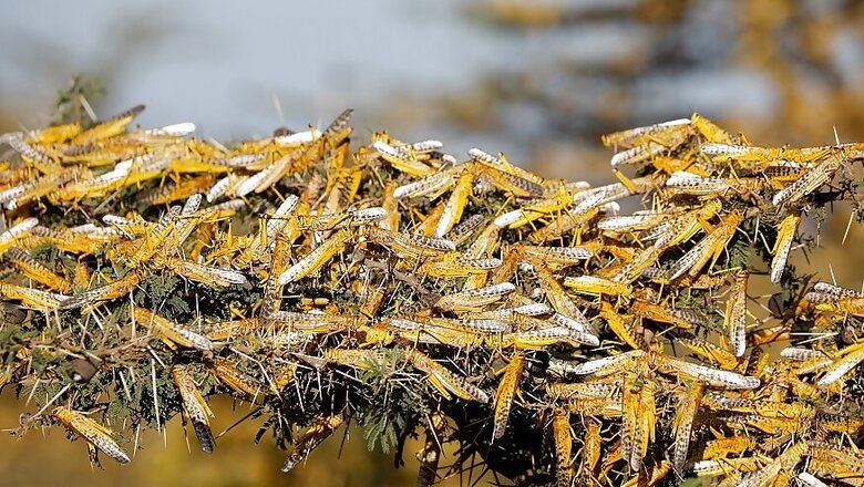 Punjab Farmers on Alert After Locusts Attack Crops in Rajasthan and Madhya Pradesh