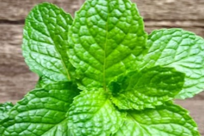 Digestive Aid To Immunity Booster: Amazing Health Benefits Of Mint Leaves