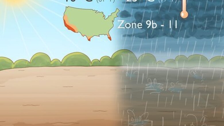 How to Grow Macadamia Nuts