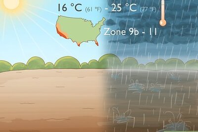 How to Grow Macadamia Nuts