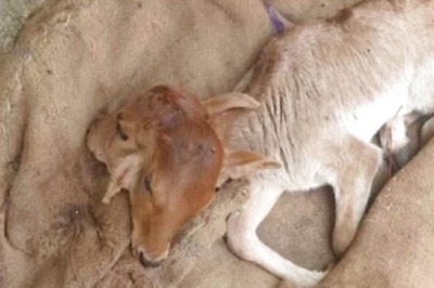 This Bihar Village Worshipped A Calf Born With 2 Heads And 6 Legs