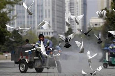 China finds bird flu in 5 new sites: World Animal Health Organisation