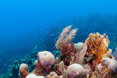 Study: More Species Threatened with Extinction than Previously Thought