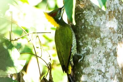 'Master of Camouflage': IFS Officer Shares Stunning Picture Of Lesser Yellownape Woodpecker