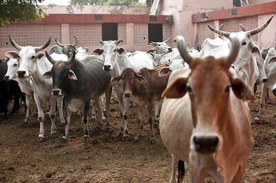 Teachers and Students in UP School Driven Out of Campus to Shelter Stray Cows