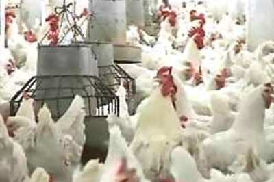 Bird flu in West Bengal was waiting to happen: PeTA
