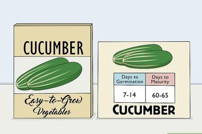 How to Pick Cucumbers