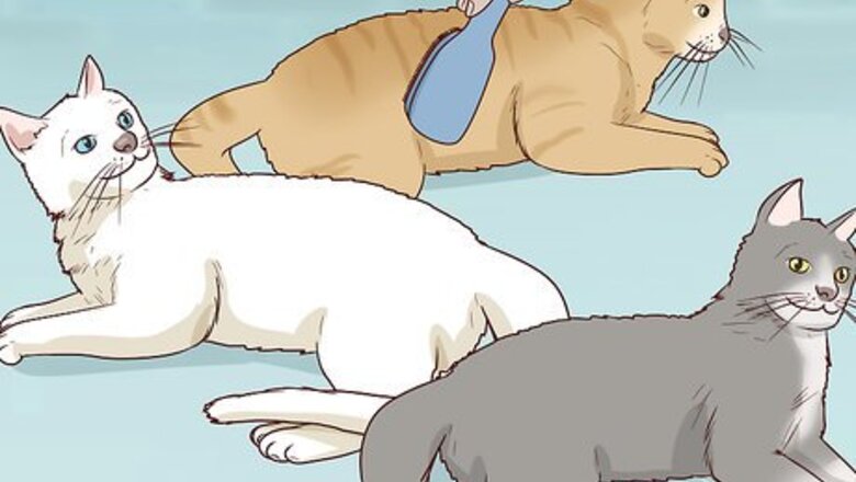 How to Encourage Group Scent in Multi‐Cat Households