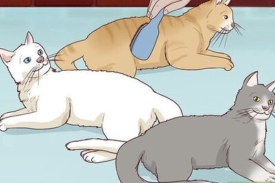 How to Encourage Group Scent in Multi‐Cat Households