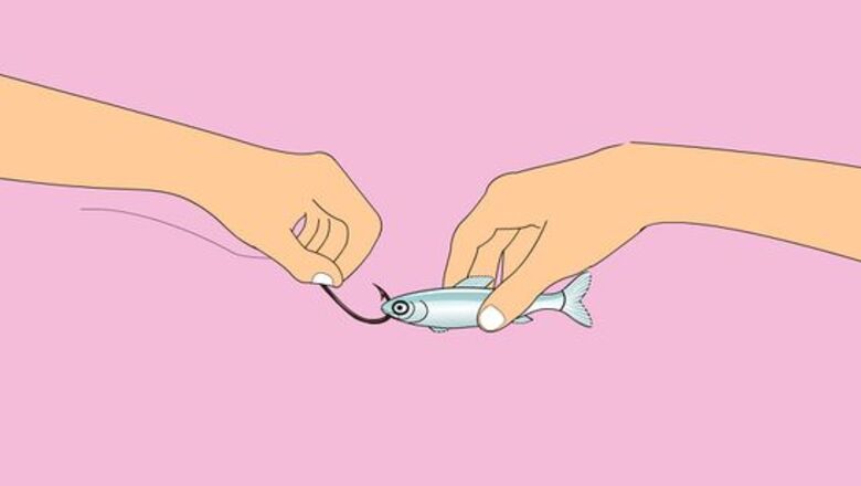 How to Bait a Hook with a Live Minnow