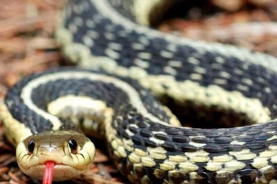 Onion To Ammonia Gas, 3 Substances That Can Help Ward Off Snakes