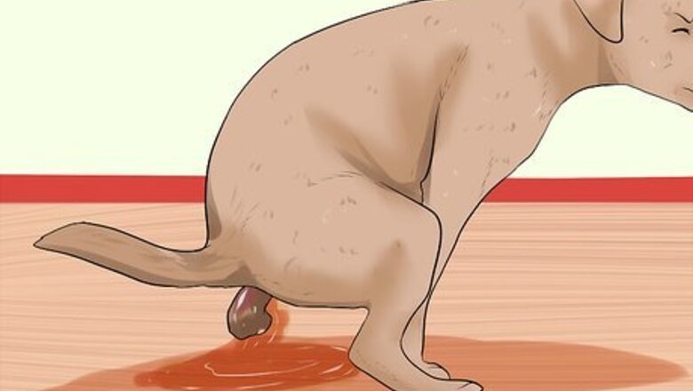 How to Treat Campylobacteriosis in Dogs