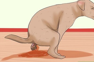 How to Treat Campylobacteriosis in Dogs