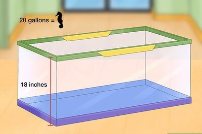 How to Care for a Seahorse